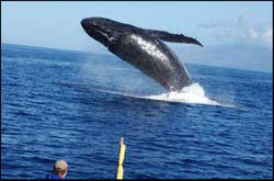 hawaii guided whale tours kayak