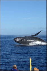 whale kayak breaching