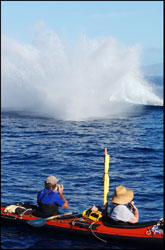 guided whale kayak tours