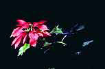 poinsettia