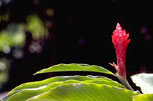 Torch Ginger