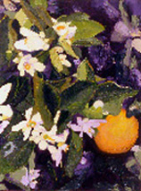 Orange Blossoms